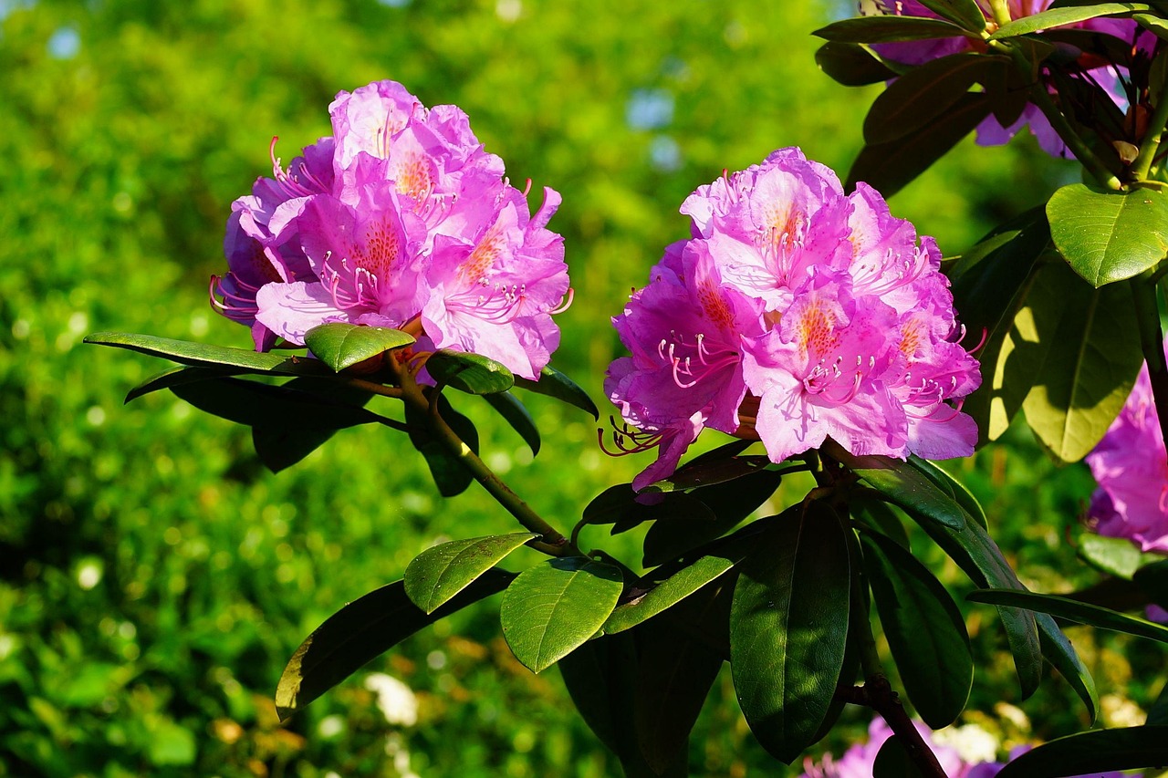 菏泽早教，培育未来的花朵