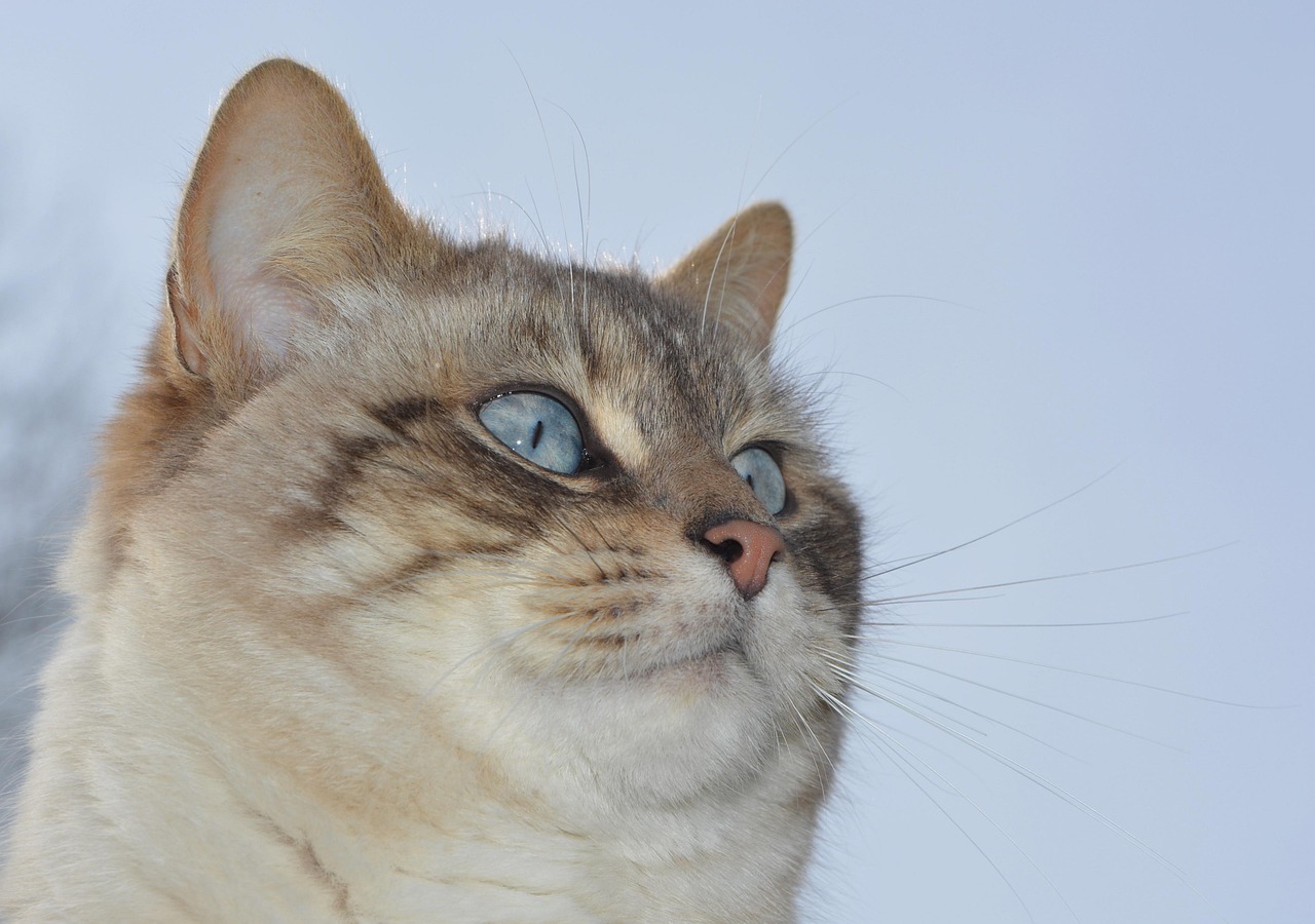 探索奇妙世界，早教手指游戏之小花猫篇
